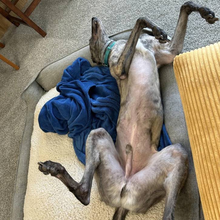 Un American Staghound allongé de dos sur un panier