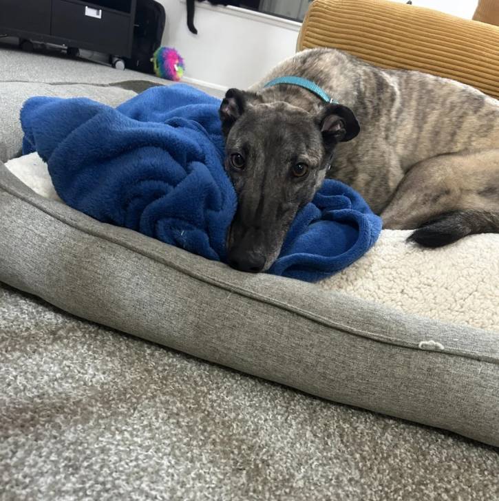 Un American Staghound allongé sur un panier et regardant vers la caméra