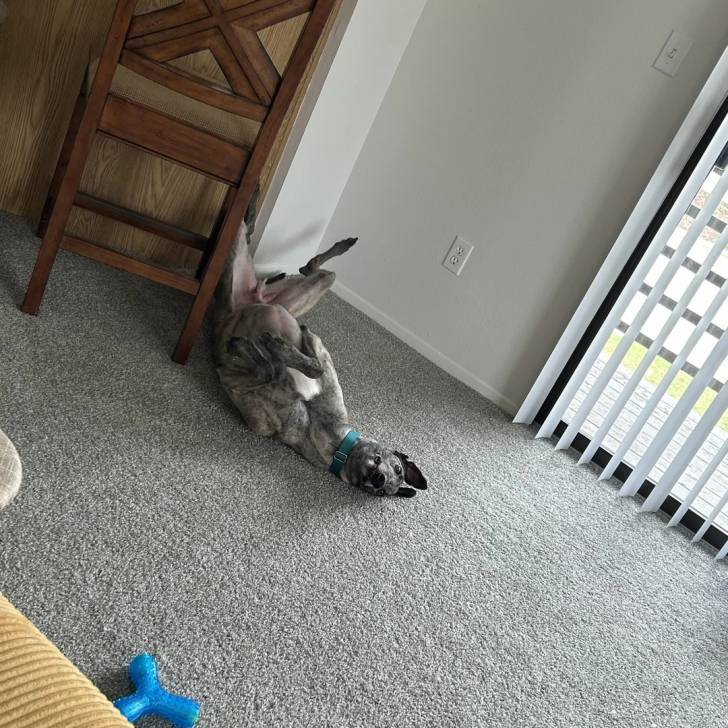 Un American Staghound allongé sur une moquette