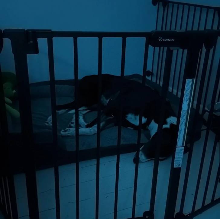 Un American Staghound dormant sur un panier à l'intérieur d'une cage