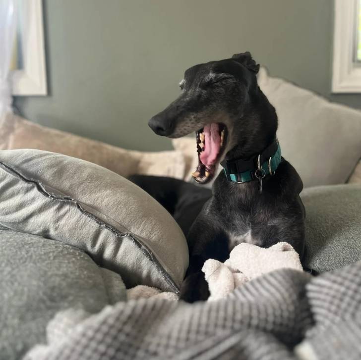 Un American Staghound allongé sur un lit et ayant la gueule ouverte