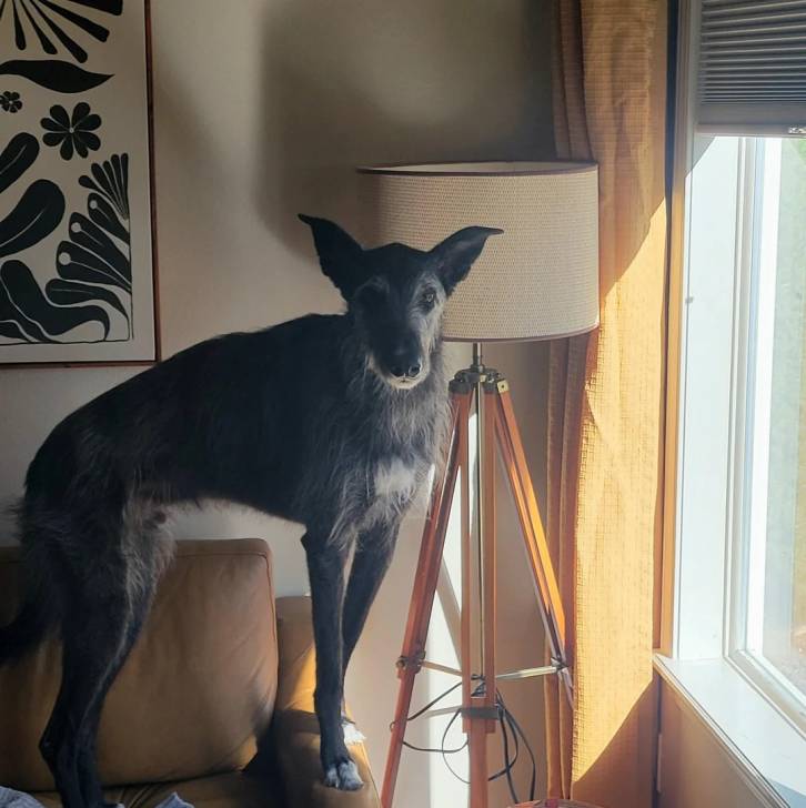 Un American Staghound sur un canapé et regardant vers la caméra