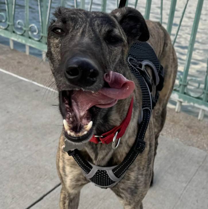 Un American Staghound portant un harnais et sortant la langue 