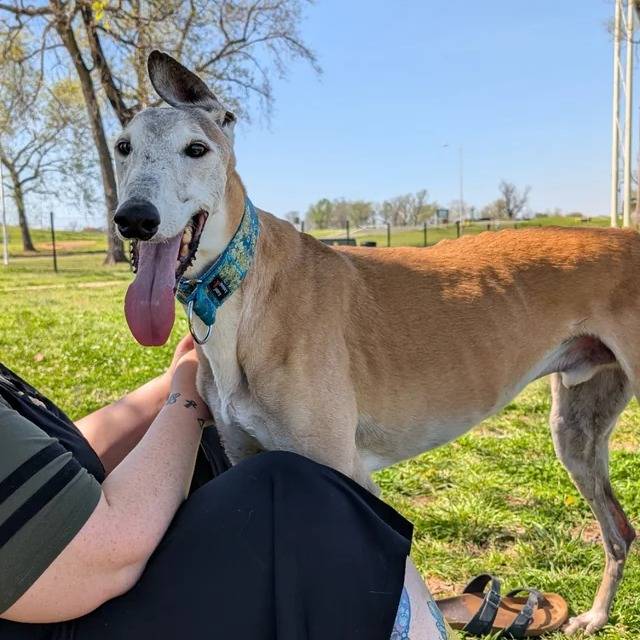 Un American Staghound sur un terrain herbeux et portant un collier au cou à côté d'une personne