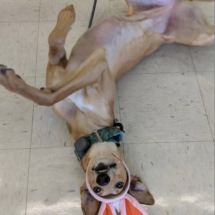 Un American Staghound allongé de dos sur un sol carrelé et portant un collier au cou