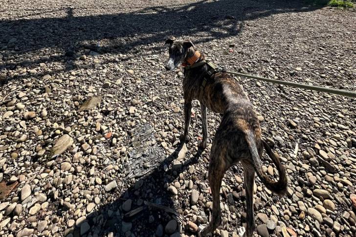 Un American Staghound sur un terrain pierreux et tenu en laisse