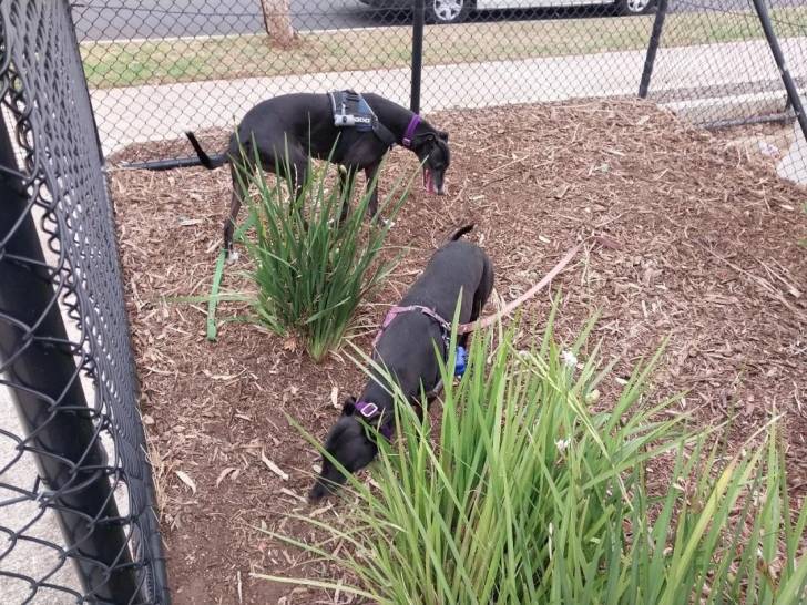 Deux American Staghound sur un terrain herbeux dans une cage
