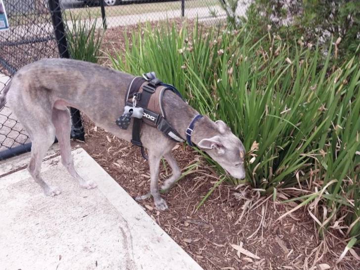 Un American Staghound portant un harnais et reniflant le sol