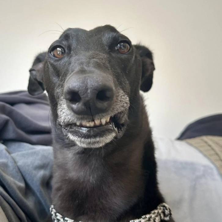 Un American Staghound regardant vers la caméra et se grinçant les dents