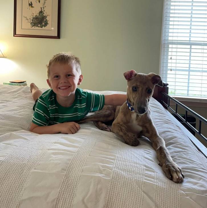 Un American Staghoundallongé sur un lit à côté d'un enfant