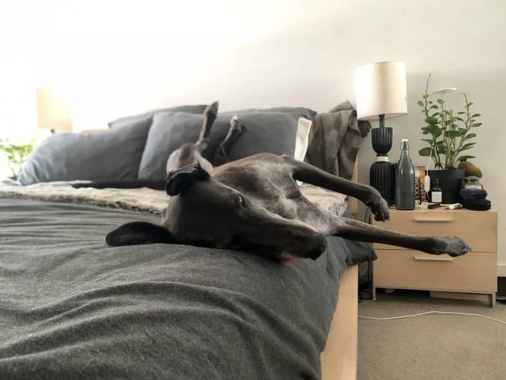 Un American Staghound allongé sur un lit