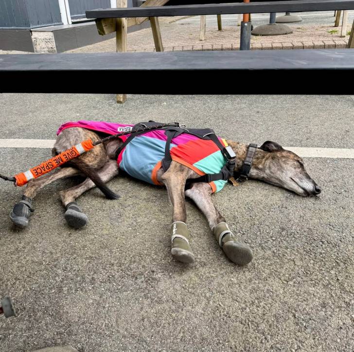 Un American Staghound allongé sur un terrain bétonné et portant un harnais