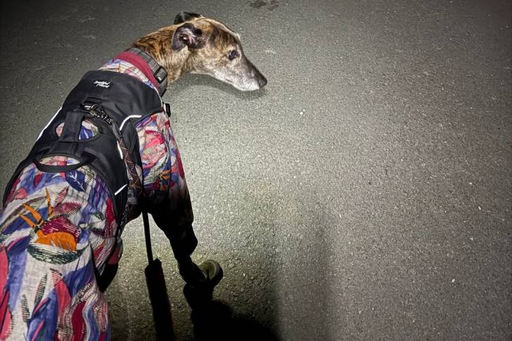 Un American Staghound sur une voie bétonné et portant un harnais