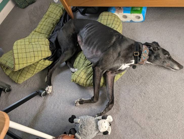 Un American Staghound allongé sur une couverture et portant un collier autour du cou