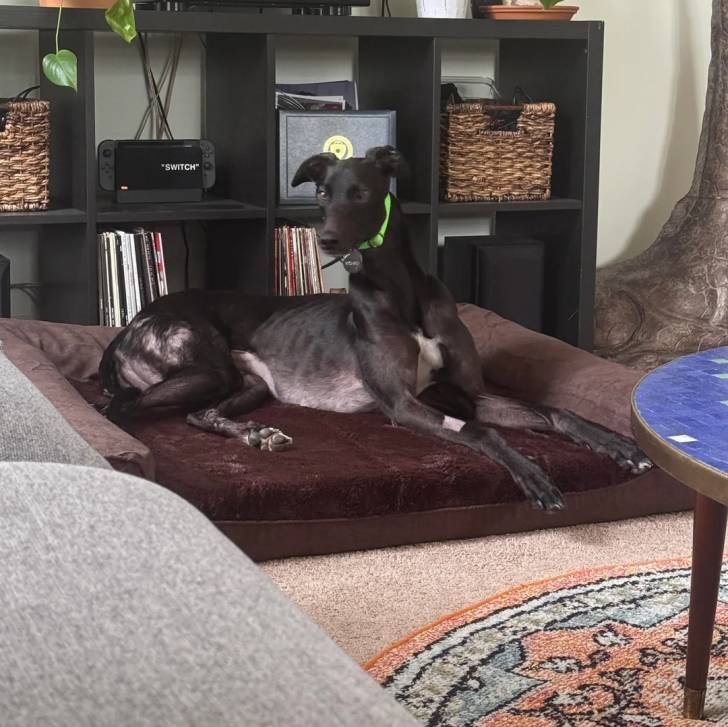 Un American Staghound allongé sur un lit et portant un collier au cou