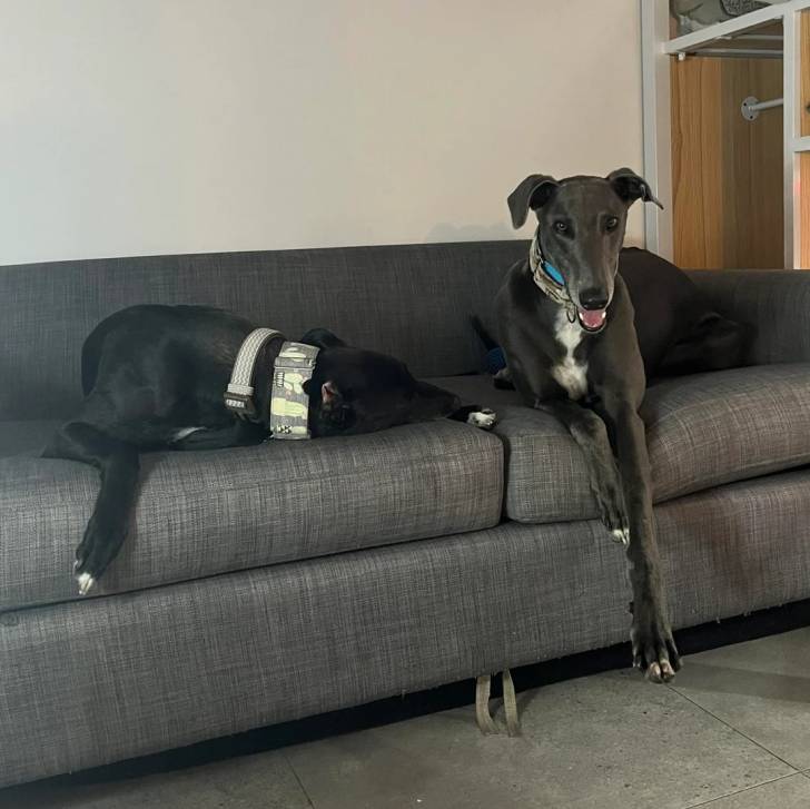 Deux American Staghound allongés sur un canapé et portant chacun un collier