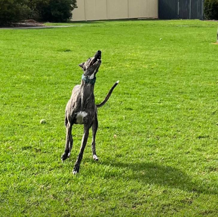 Un American Staghound courant sur un terrain gazonné 
