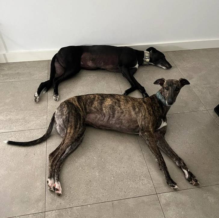 Deux American Staghound allongés sur un sol carrelé