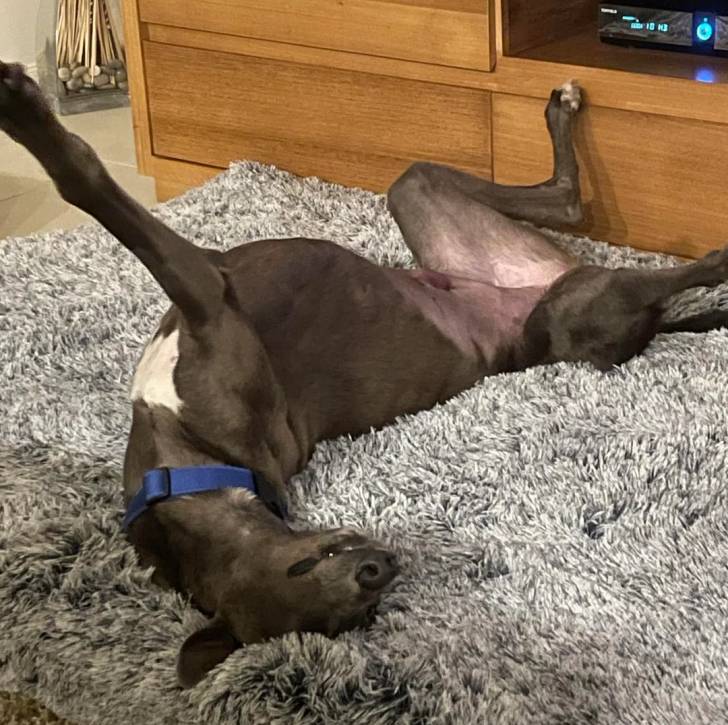 Un American Staghound allongé sur le dos sur un lit et portant un collier au cou