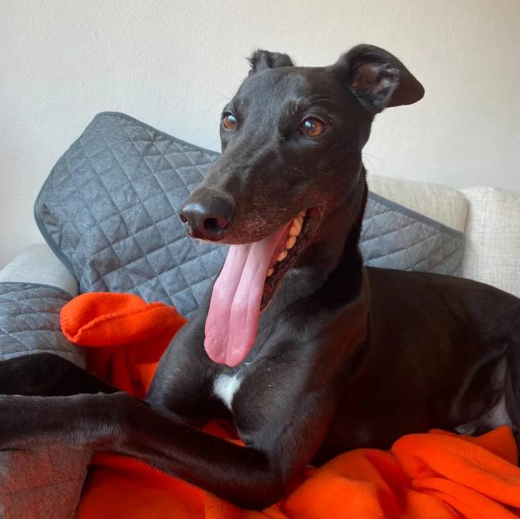 Un American Staghound allongé sur un fauteuil et tirant la langue