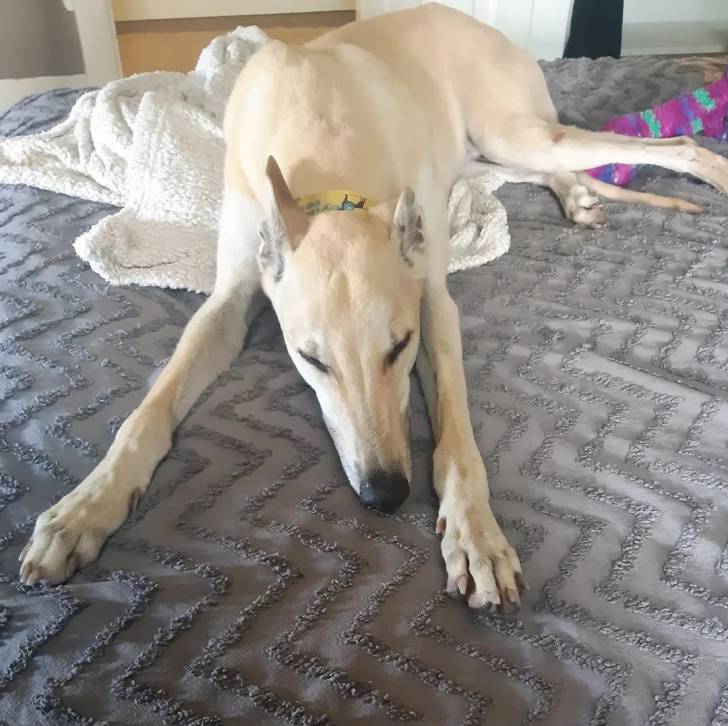 Un American Staghound allongé sur un lit et portant un collier au cou