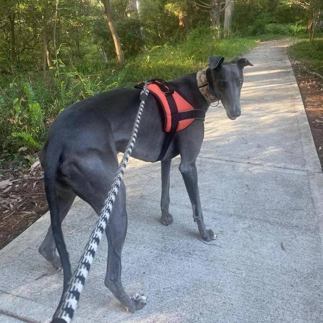 Un American Staghound sur un terrain bétonné portant un harnais et tenu en laisse