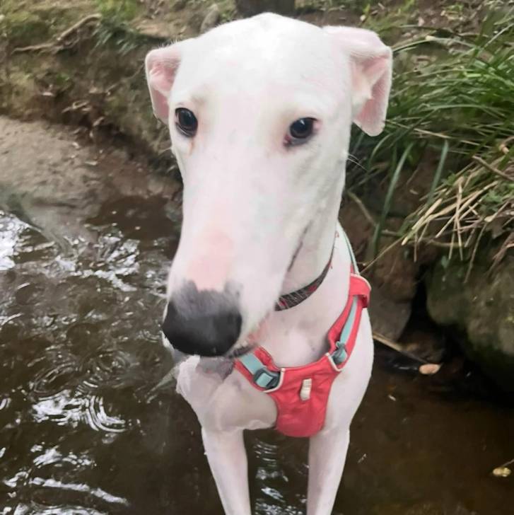 Un American Staghound assis dans l'eau et portant un harnais