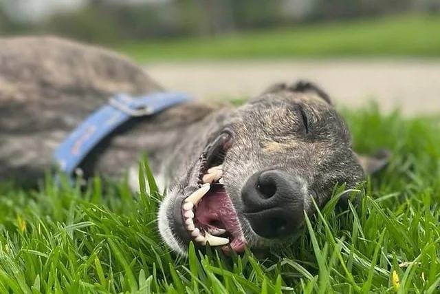 Un American Staghound allongé sur un terrain gazonné et portant un collier au cou