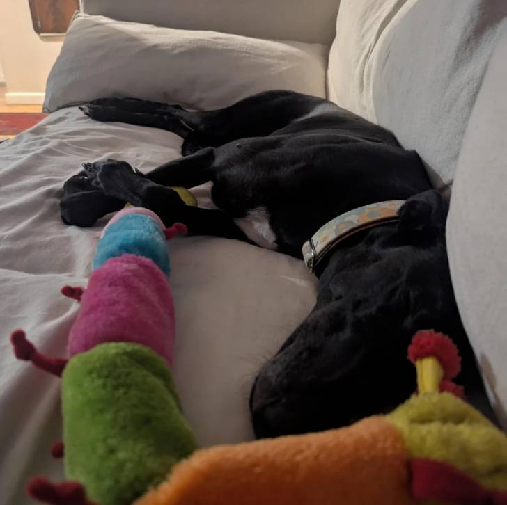Un American Staghound allongé sur un canapé et semblant dormir