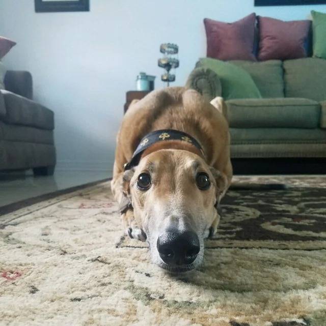 Un American Staghound allongé sur un tapis et portant un collier au cou