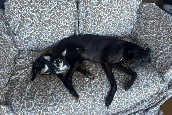 Un American Staghound allongé sur un canapé à côté d'un autre chien