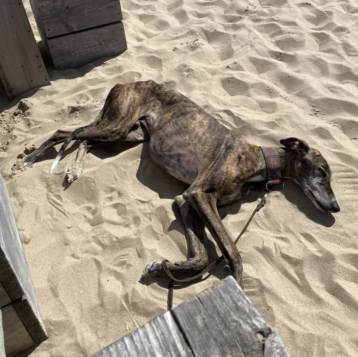 Un American Staghound allongé sur une surface sableuse et tenu en laisse