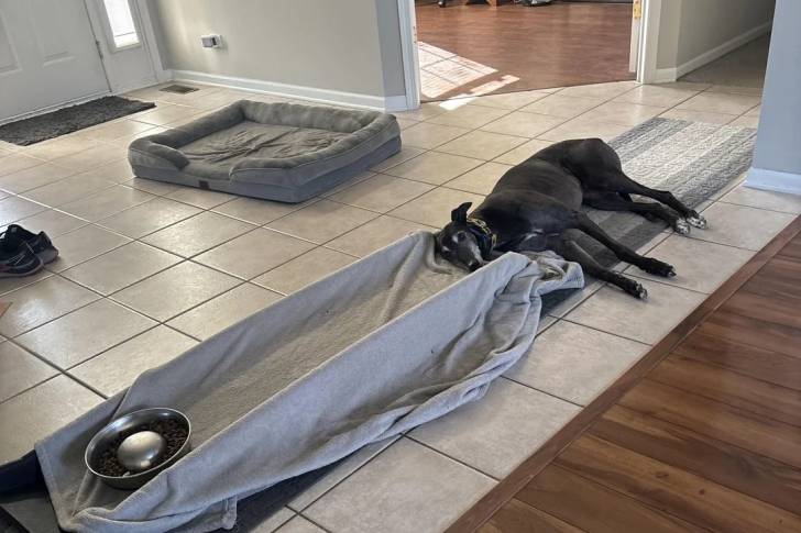 Un American Staghound allongé sur un tapis