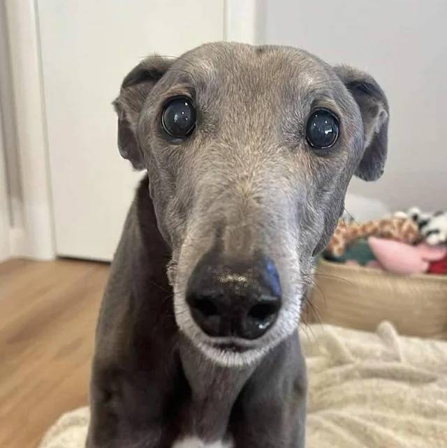 Un American Staghound regardant vers la caméra