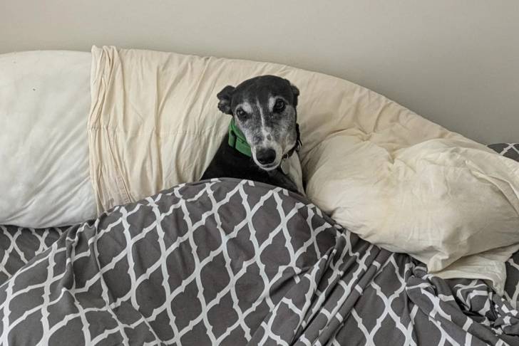 Un American Staghound allongé sur un lit sous une couverture et portant un collier au cou