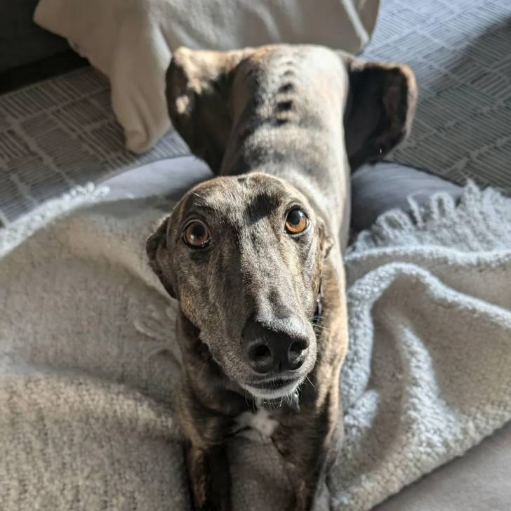 Un American Staghound allongé sur un grand coussin