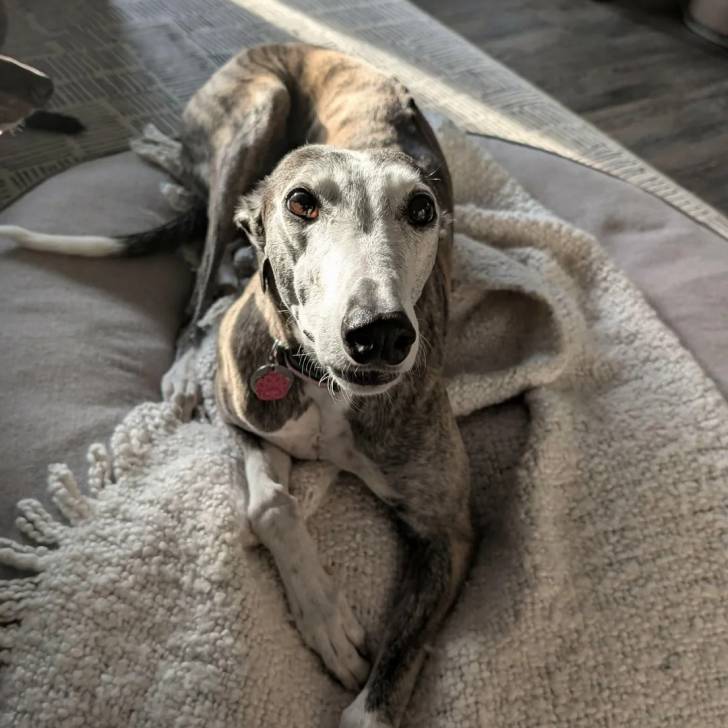Un American Staghound allongé sur un grand coussin et portant un collier au cou