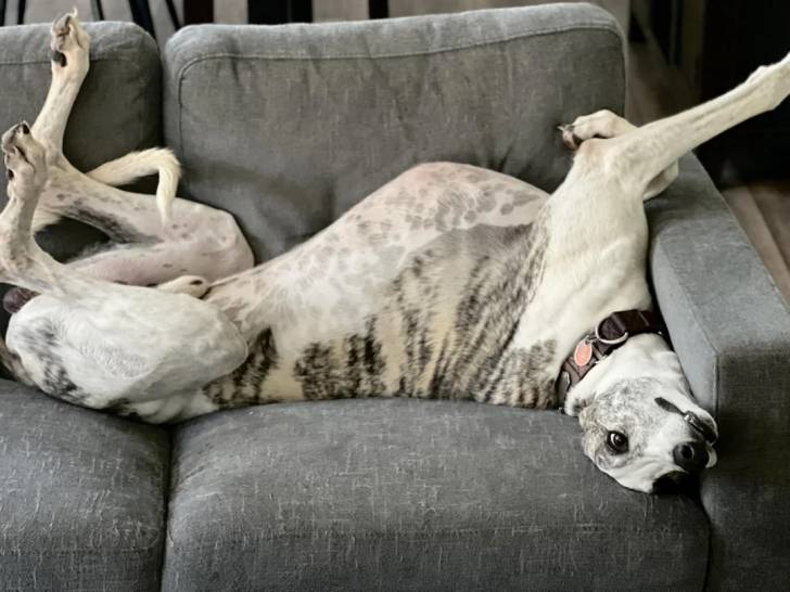 Un American Staghound allongé de dos sur un canapé et portant un collier au cou
