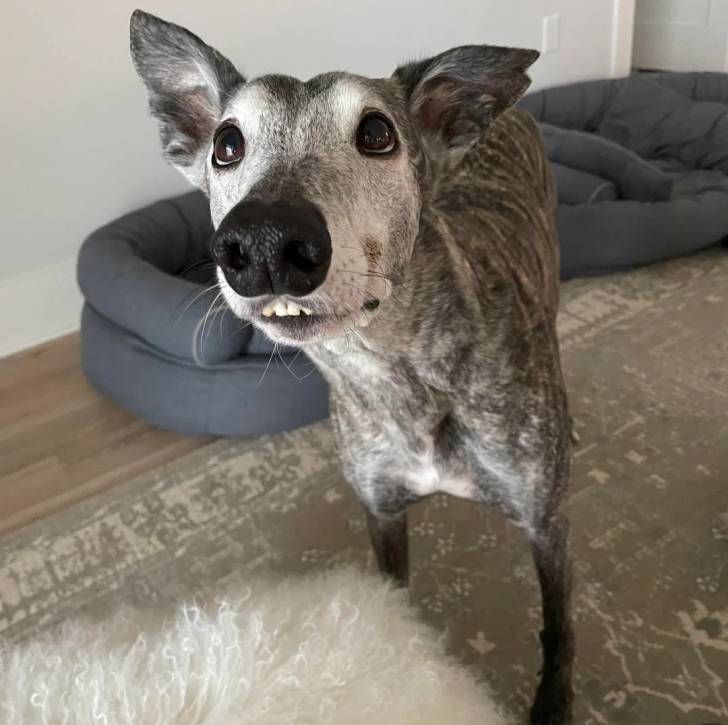Un American Staghound sur un tapis et regardant vers la caméra