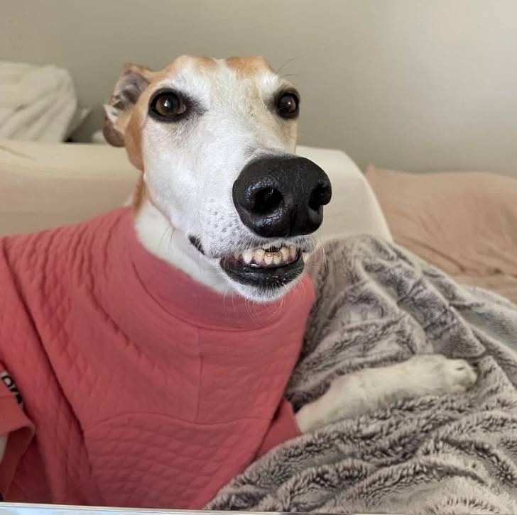Un American Staghound allongé sur un canapé et portant un habit pour chien