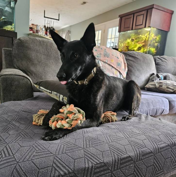 Un American Staghound allongé sur un canapé