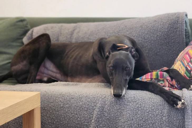 Un American Staghound allongé sur un canapé et regardant vers la caméra