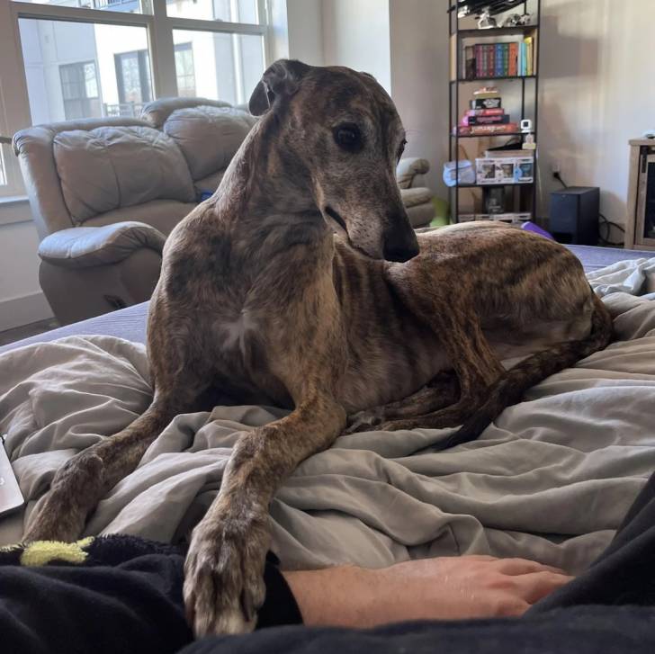 Un American Staghound allongé sur un lit