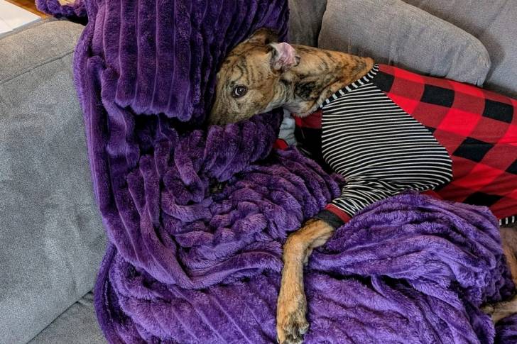 Un American Staghound allongé sur un canapé et portant un manteau pour chien