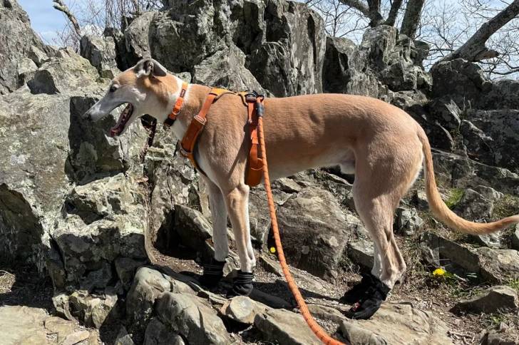 Un American Staghound sur un terrain rocailleux portant un harnais et des chaussettes aux pattes
