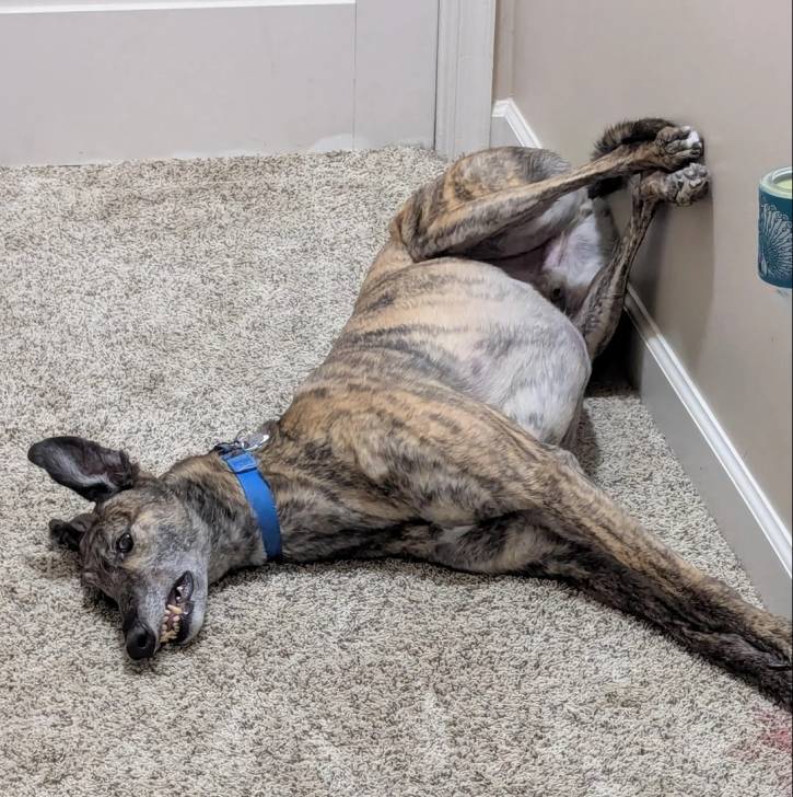 Un American Staghound allongé sur une moquette