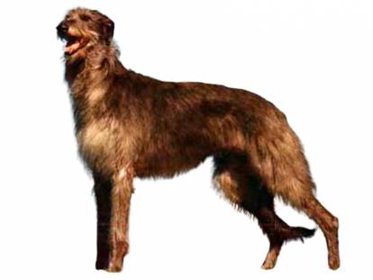 American Staghound