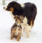 Photo Berger Australien Miniature