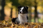 Photo Berger Américain Miniature
