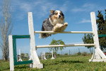 Photo Berger Américain Miniature